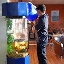 Regular maintenance of a car showroom aquarium