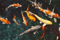 Amazing facts about Koi and Koi Carp fish